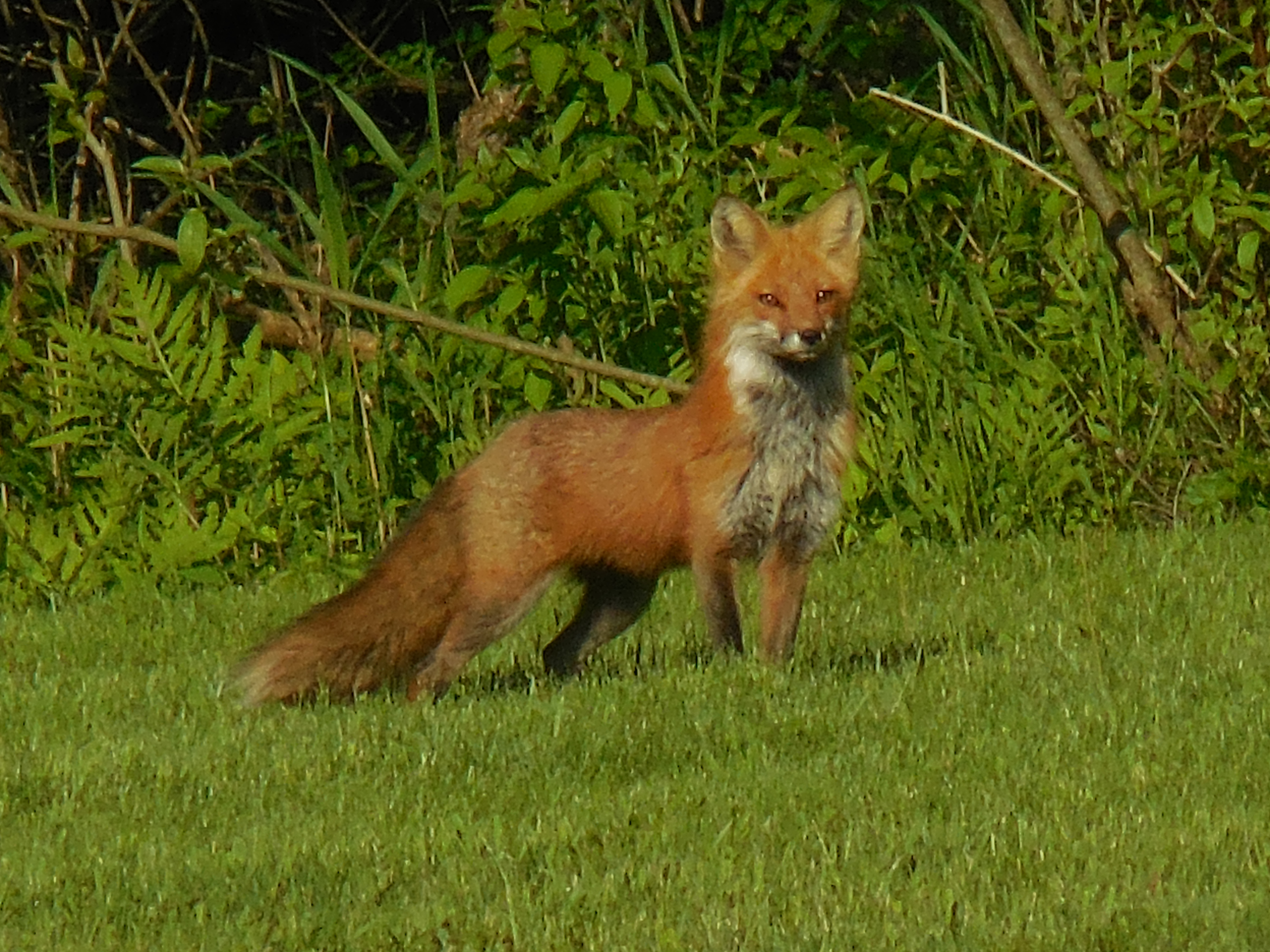 Fox