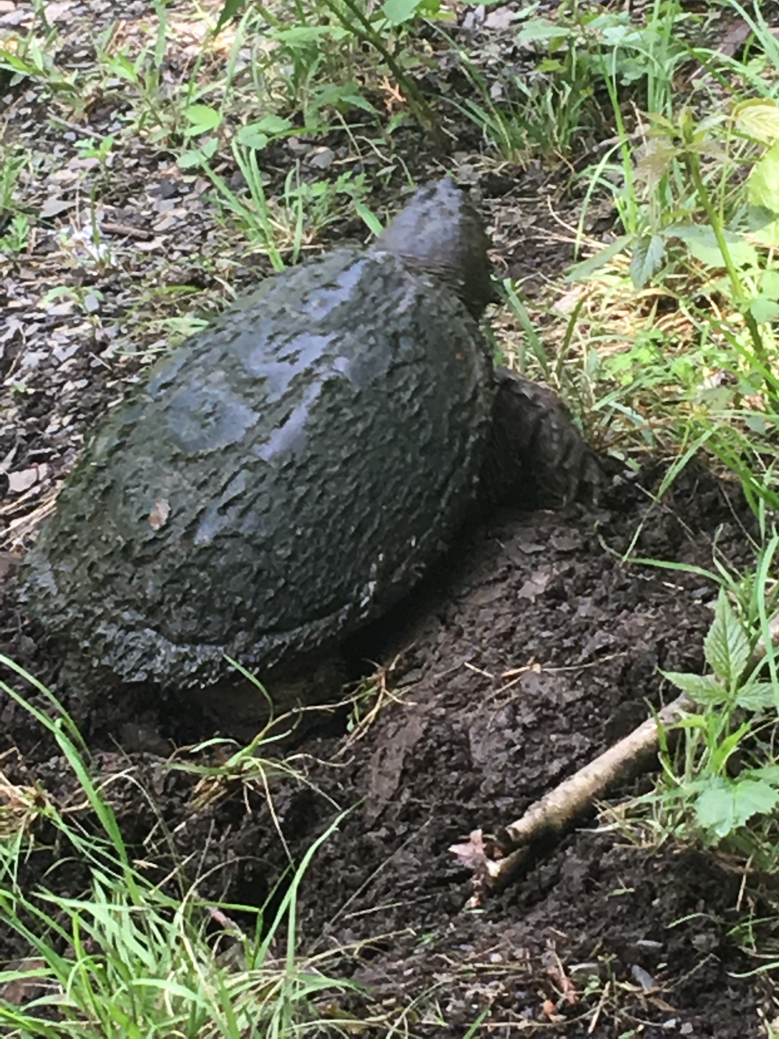 snapper snapping turtle laying eggs
