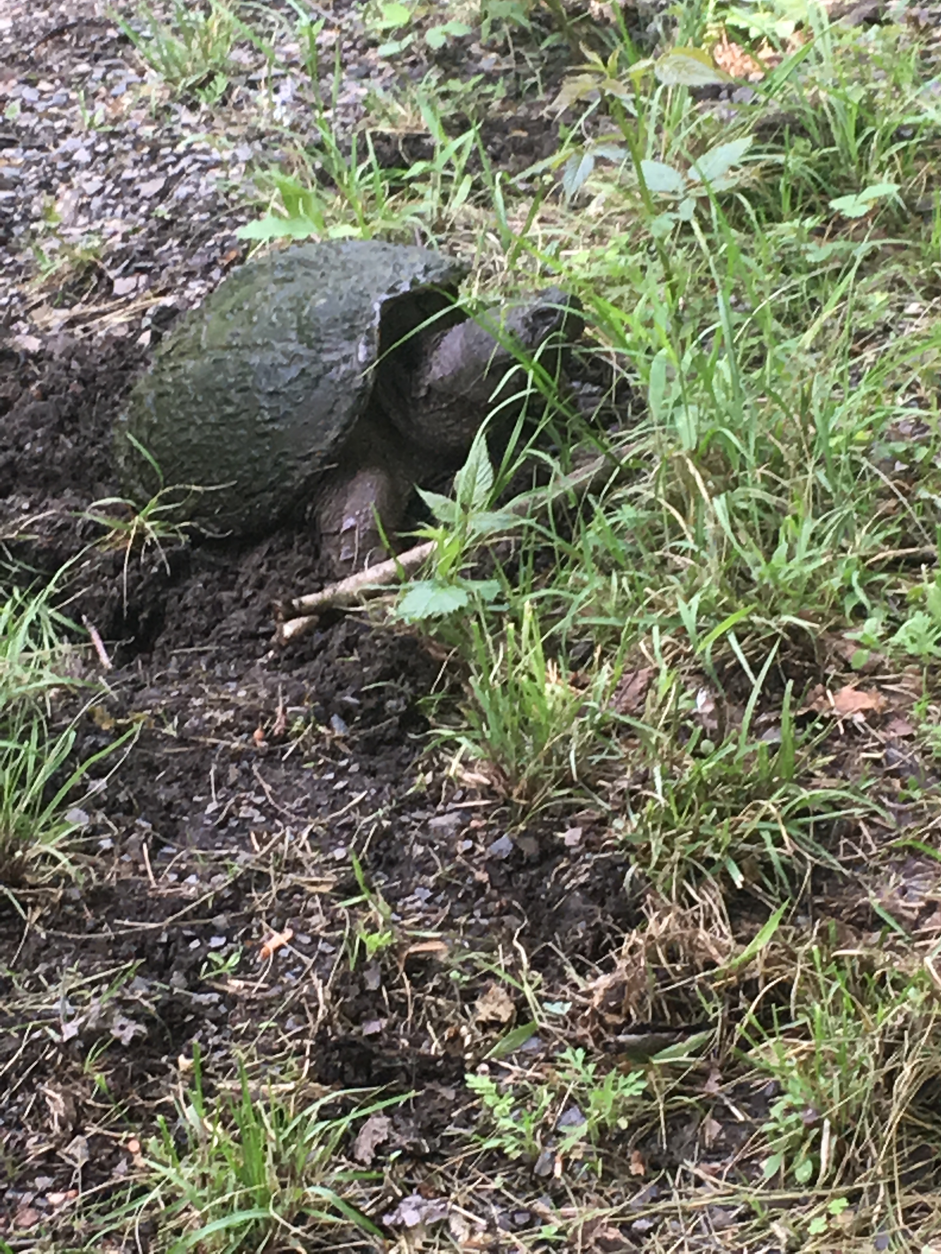 snapper snapping turtle laying eggs