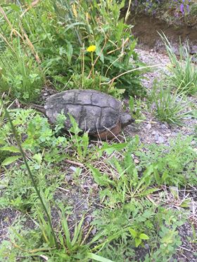 snapping turtle