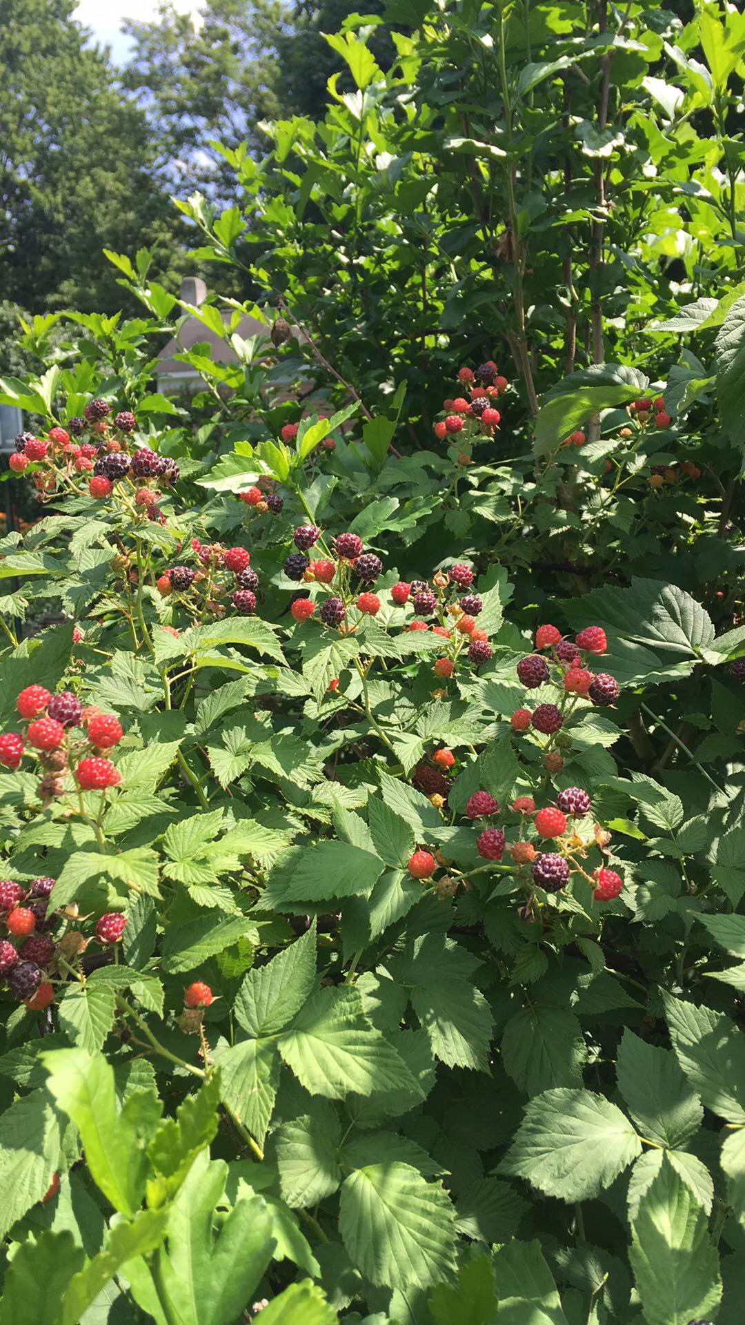 Black Raspberries, Black Caps